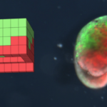 Xenobots