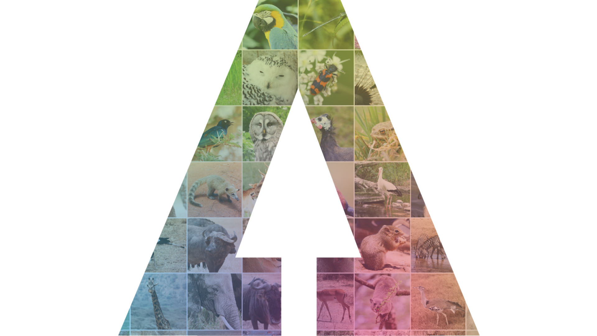 AI for Biodiversity